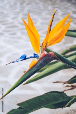 Papier peint  Close-up view of a Strelitzia reginae (Bird of Paradise plant)