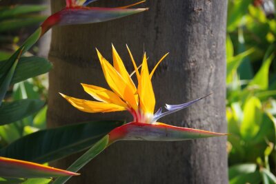 Papier peint  Close-up view of a sunlit strelitzia bird of paradise blossom in front of a palm tree trunk