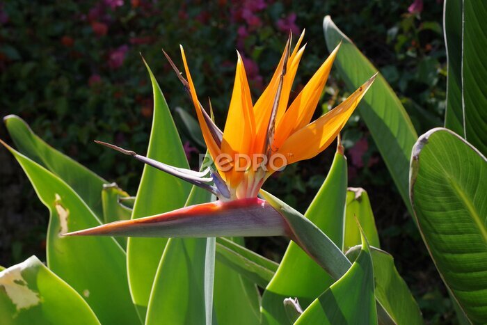 Papier peint  close-up view of an orange bird of paradise strelitzia flower