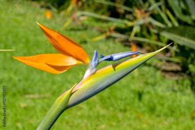 Papier peint  Close up view of the Madeira Agapanthus or Strelitzia flower
