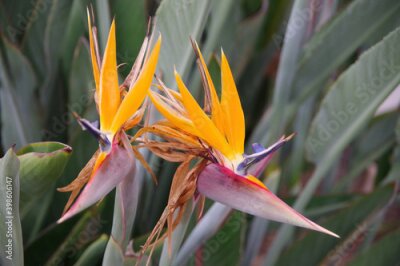 Papier peint  Close-up view of two birds of paradise Strelitzia blossoms