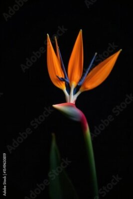 Papier peint  Close-up view, single strelitzia blossom, dark background, tropical flower, high resolution, wildlife photography