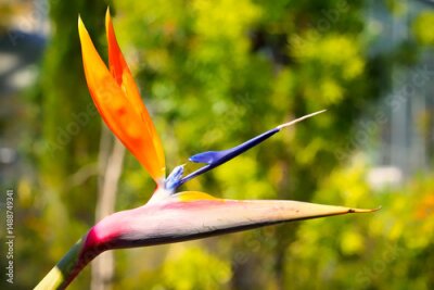 Papier peint  close up yellow orange strelitzia reginae, strelitziaceae bird bloom flowering plants. Floral motif, bird of paradise blooming floral motif ornamental plant macro photography