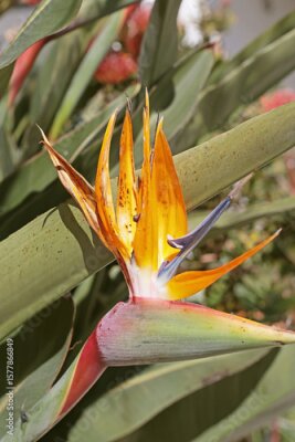Papier peint  Close view of bird of paradise flower strelitzia in full bloom under sunlight. Bright orange and blue petals with tropical leaves. Great for floral, summer, travel, or exotic design uses.