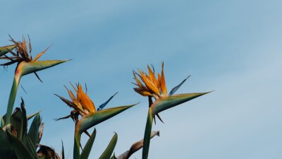 Papier peint  Closeu shot of strelitzia flowers growing in the garden in a blue sky background