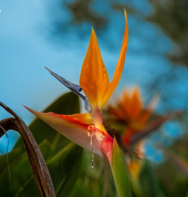 Papier peint  Closeup of a a bird of paradise flower (Strelitzia reginae, Strelitzia parvifolia, crane lily), the national flower of Madeira, Portugal