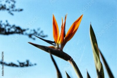 Papier peint  Closeup of a Bird of paradise (Strelitzia reginae) flower against blue sky background
