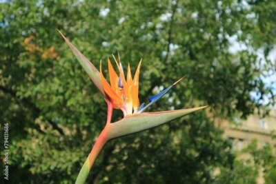 Papier peint  Closeup of a Gorgeous Blooming Bird of Paradise Flower or Strelitzia Reginae
