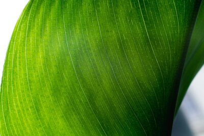 Papier peint  Closeup of a juicy green leaf of strelitzia plant called bird of paradise.