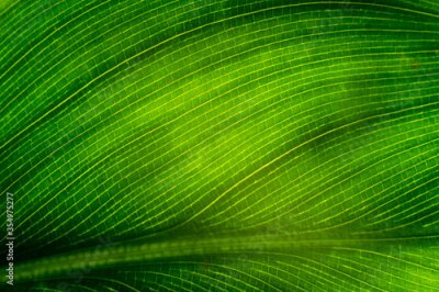 Papier peint  Closeup of a juicy green leaf of strelitzia plant called bird of paradise.