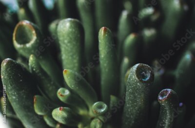 Papier peint  Closeup of a juicy green leaf of strelitzia plant called bird of paradise.