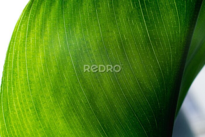 Papier peint  Closeup of a juicy green leaf of strelitzia plant called bird of paradise.