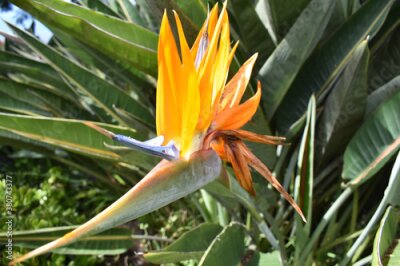 Papier peint  Closeup of a strelitzia, a "bird of paradise" flower