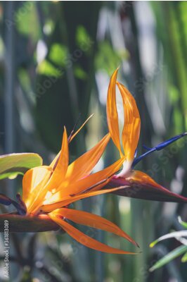 Papier peint  closeup of a Strelitzia - bird of paradise