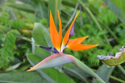 Papier peint  Closeup of a strelitzia flower in a garden captured during the daytime