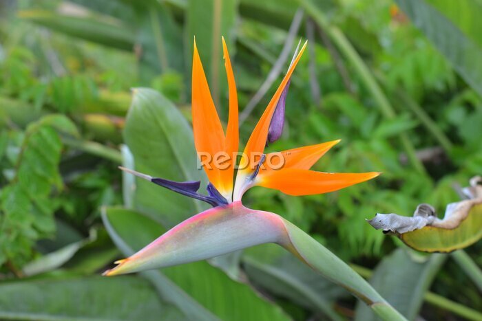 Papier peint  Closeup of a strelitzia flower in a garden captured during the daytime