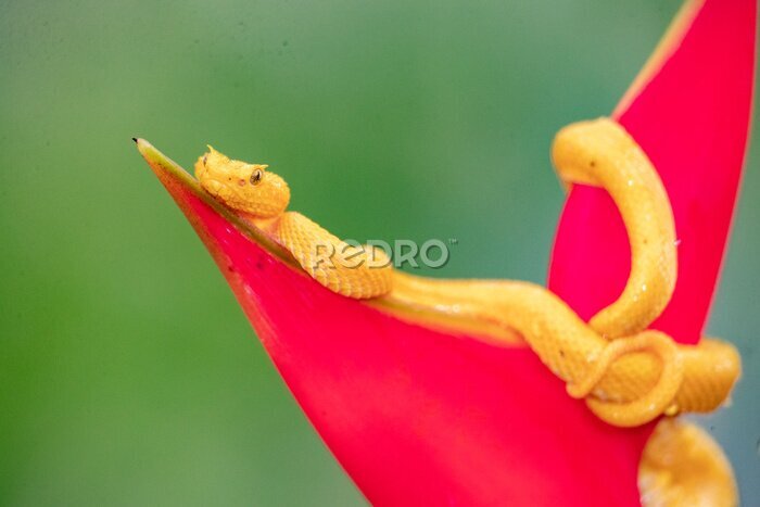 Papier peint  Closeup of a yellow snake crawling on a bird of paradise (Strelitzia) flower ona blurred background