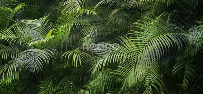 Papier peint  Closeup of beautiful palm leaves in a wild tropical palm garden, dark green palm leaf texture concept full framed