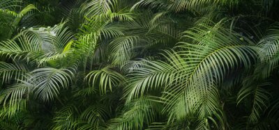 Papier peint  Closeup of beautiful palm leaves in a wild tropical palm garden, dark green palm leaf texture concept full framed