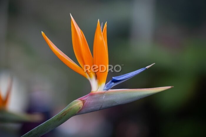 Papier peint  Closeup of bloomed orange Bird of Paradise or Strelitzia flower with blurred background