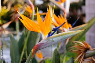 Papier peint  Closeup of blooming Strelitzia flower
