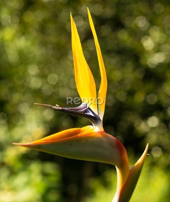 Papier peint  Closeup of blooming Strelitzia isolated in green nature background