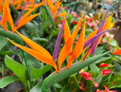 Papier peint  Closeup of isolated tropical plant (strelitzia) with multi colored blossoms