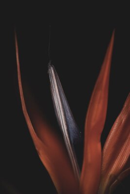 Papier peint  Closeup of Strelitzia