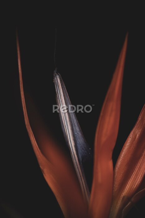 Papier peint  Closeup of Strelitzia