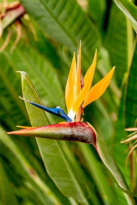 Papier peint  Closeup of strelitzia, bird flower in Faja dos Padres, green part and small piece of land in southern coast of Madeira island, Portugal accesible only by cablecar, teleferico