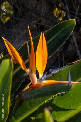 Papier peint  closeup of Strelitzia in La Palma