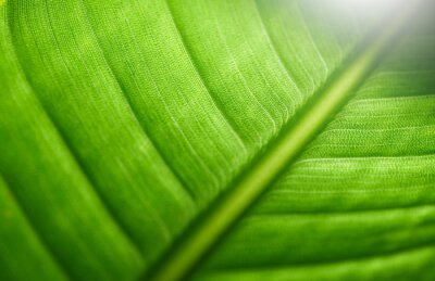 Papier peint  Closeup of strelitzia leaf structure