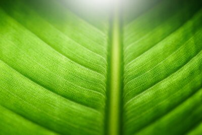 Papier peint  Closeup of strelitzia leaf structure