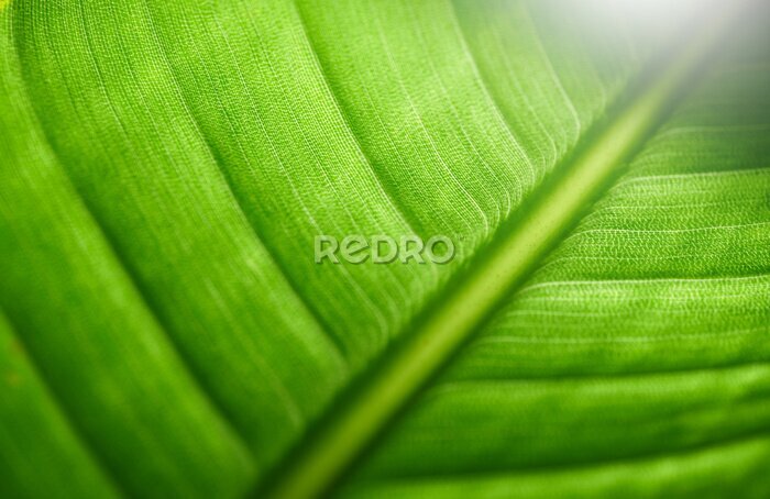 Papier peint  Closeup of strelitzia leaf structure