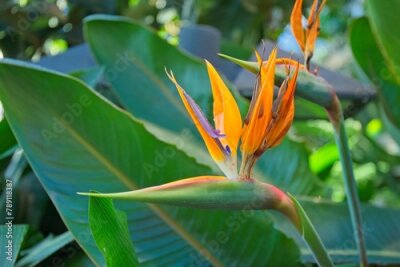 Papier peint  Closeup of Strelitzia reginae, commonly known as the crane flower, bird of paradise, or isigude in Nguni, is a species of flowering plant native to South Africa. 