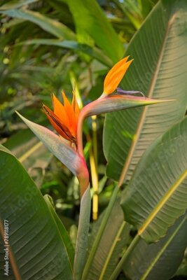 Papier peint  Closeup of Strelitzia reginae, commonly known as the crane flower, bird of paradise, or isigude in Nguni, is a species of flowering plant native to South Africa. 