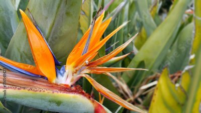 Papier peint  Closeup of Strelitzia Reginae flower (bird of paradise flower)