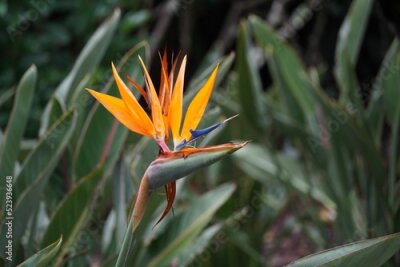 Papier peint  Closeup of the bird of paradise plant, Strelitzia reginae, captured during daylight