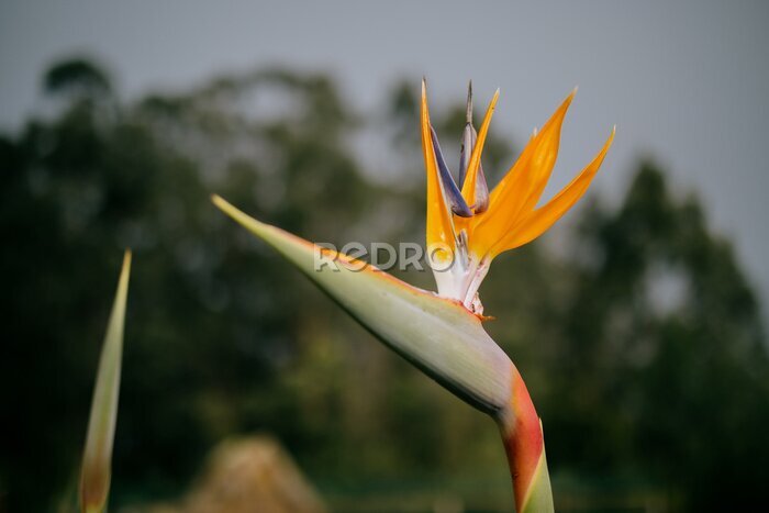Papier peint  Closeup of the Strelitzia reginae, commonly known as the crane flower, bird of paradise, or isigude.