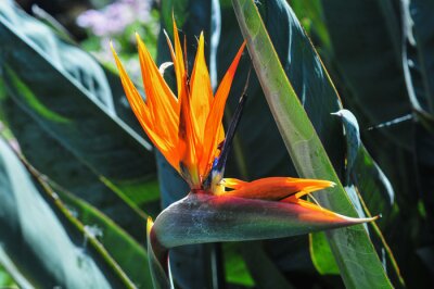 Papier peint  Closeup of vibrant orange Bird of paradise (Strelitzia reginae) flowers on a sunny day