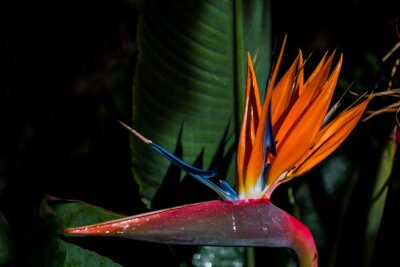 Papier peint  Closeup shot of a beautiful strelitzia flower growing in the garden