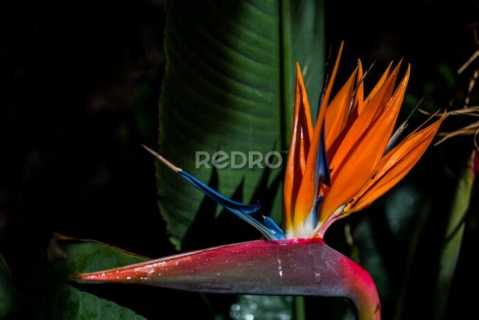 Papier peint  Closeup shot of a beautiful strelitzia flower growing in the garden