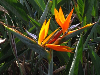 Papier peint  Closeup shot of a beautiful strelitzia under the sunlight