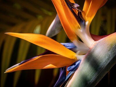 Papier peint  Closeup shot of a bird of paradise flower (Strelitzia)