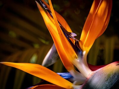 Papier peint  Closeup shot of a bird of paradise flower (Strelitzia)