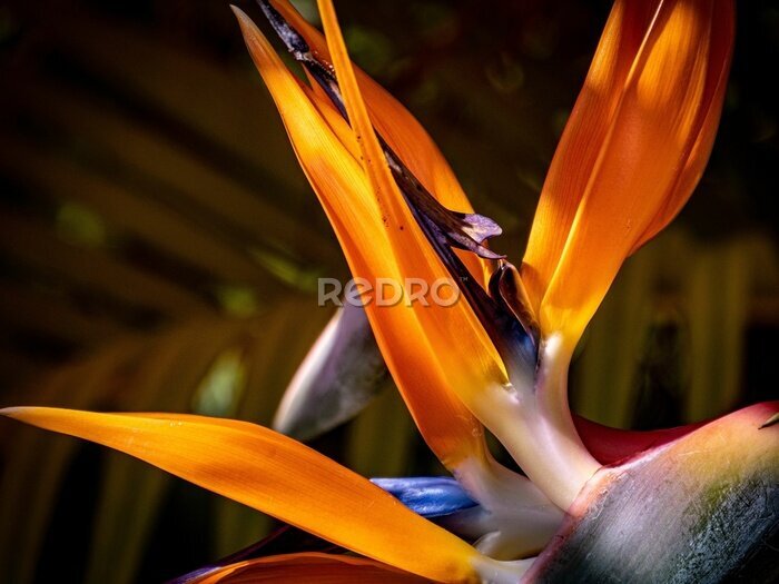 Papier peint  Closeup shot of a bird of paradise flower (Strelitzia)