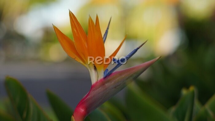 Papier peint  Closeup shot of a bird of paradise plant - Strelitzia reginae