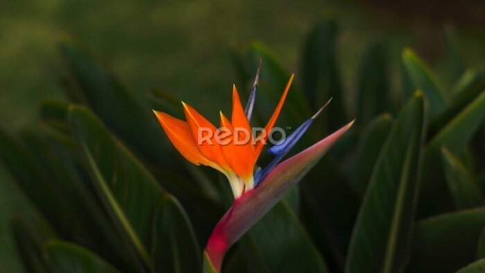 Papier peint  Closeup shot of a bird of paradise plant - Strelitzia reginae