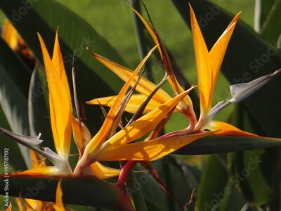 Papier peint  Closeup shot of a bright tropical Bird of paradise (strelitzia) flower in blossom