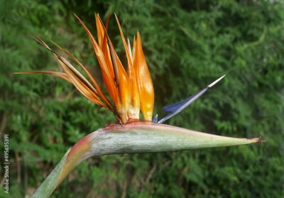 Papier peint  Closeup shot of a Strelitzia reginae Bird of Paradise in the field